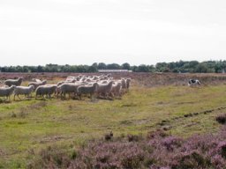 IMGP3187-Styr-paa-flokken